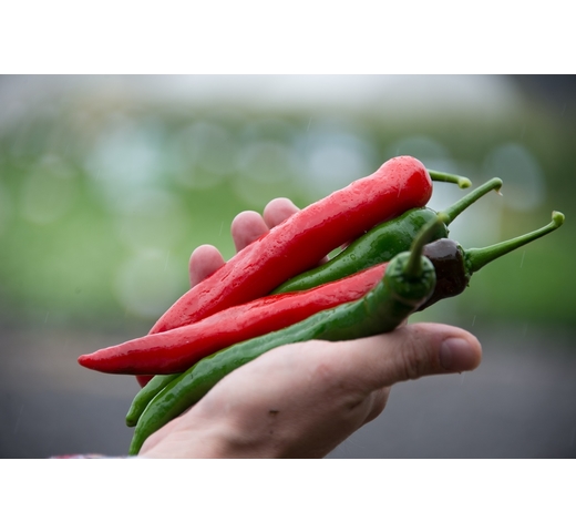 Capsicum (Bullhorn Sweet) IMPALA