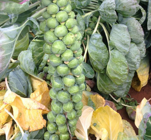 Crispus F1