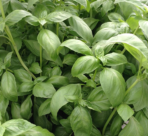 Basil – Genova Large Leaf