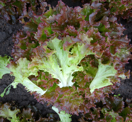 BellaGio Rodagio
