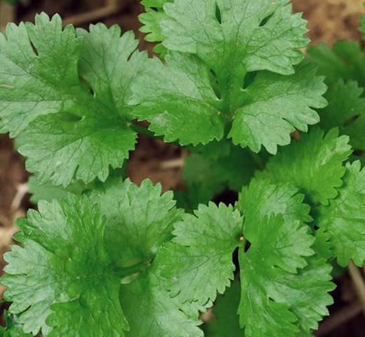 Coriander – Santo