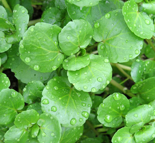 Watercress – True Water