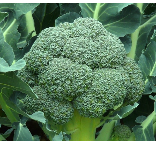 Broccoli KUBA