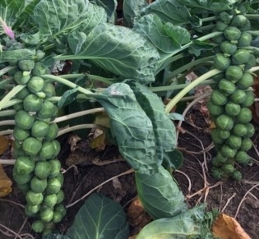 Brussel Sprouts BREL