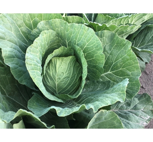 Cabbage CABBICE
