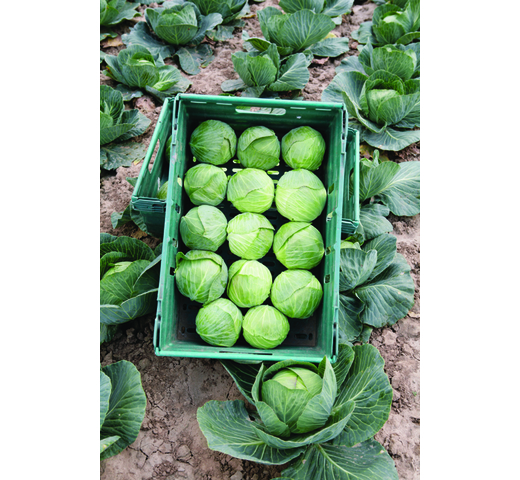Cabbage (Green) CHANCELOR