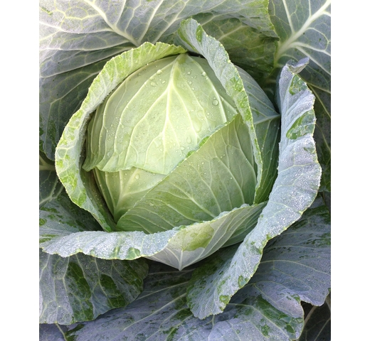 Cabbage (Green) NEWTON