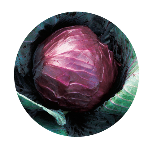 Cabbage (Red) REDSKY