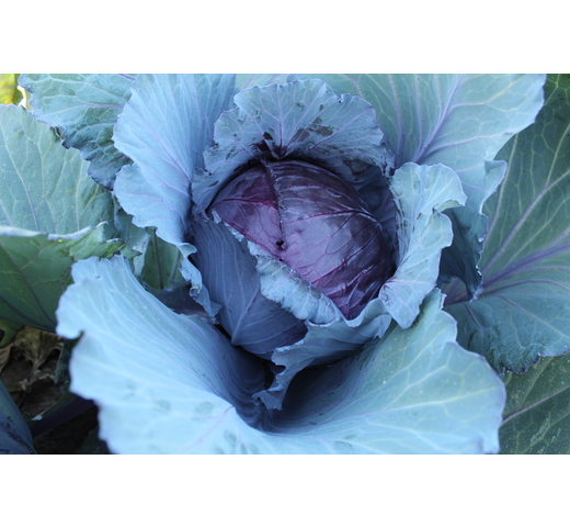 Cabbage (Red) ROMUS