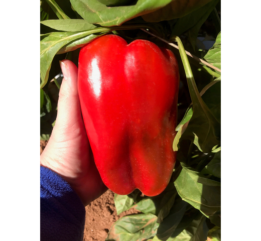 Capsicum (3/4 Lamuyo) ACHILLE