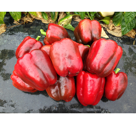 Capsicum (Blocky Red) CALDO