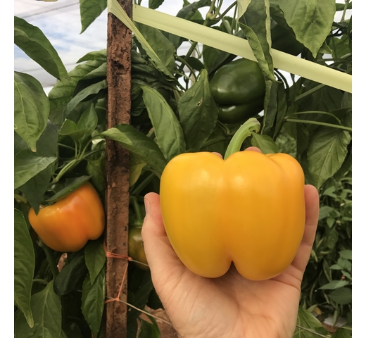 Capsicum (Blocky Yellow) CHEVELLO