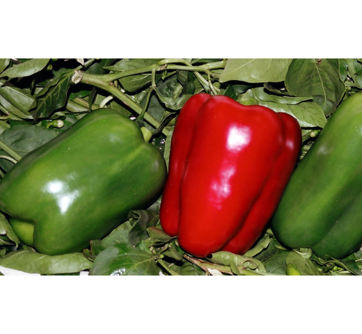 Capsicum (Long Red) NIAGARA