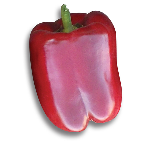 Capsicum (Blocky Red) QUATTRO