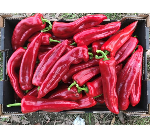 Capsicum (Bullhorn Sweet) SALINA