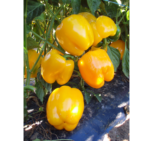 Capsicum (Blocky Yellow) SOLANOR