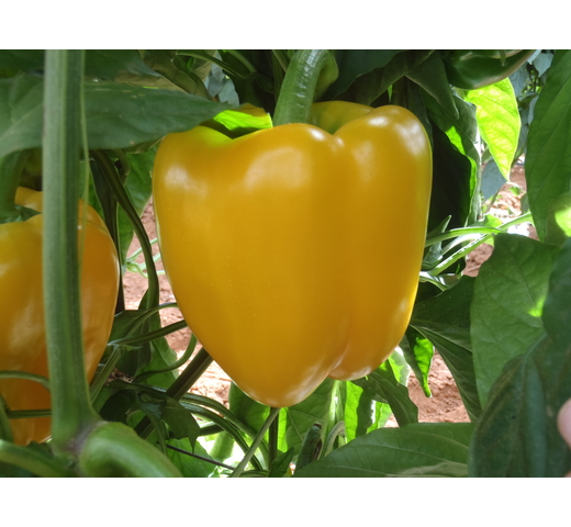 Capsicum (Blocky Yellow) YELLOW DRAGON