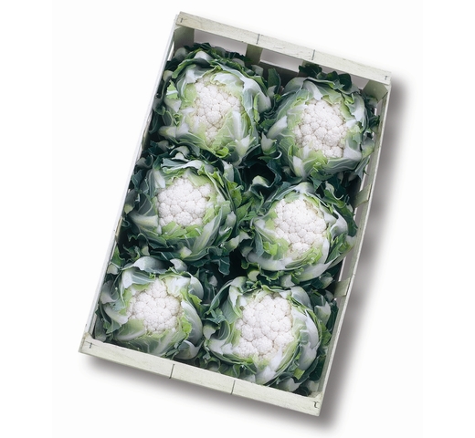 Cauliflower (Cool – Cold Season) GALIOTE