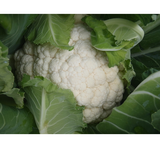 Cauliflower (Intermediate – Mild Season) LIBERTY