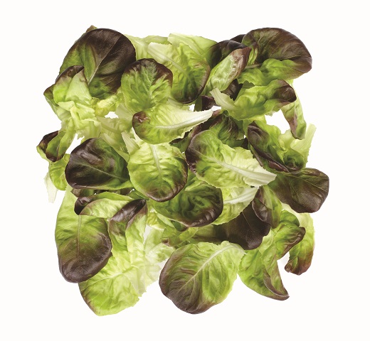 Salanova® Barlach RZ (79-246)