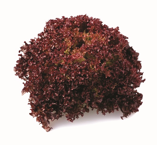 Cavernet RZ (85-62)