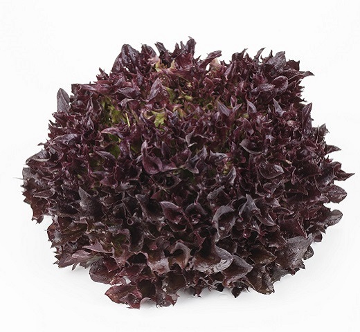 Salanova® Haflex RZ (79-66)