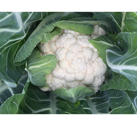 Cauliflower (White – Warm Season) ESTIVO