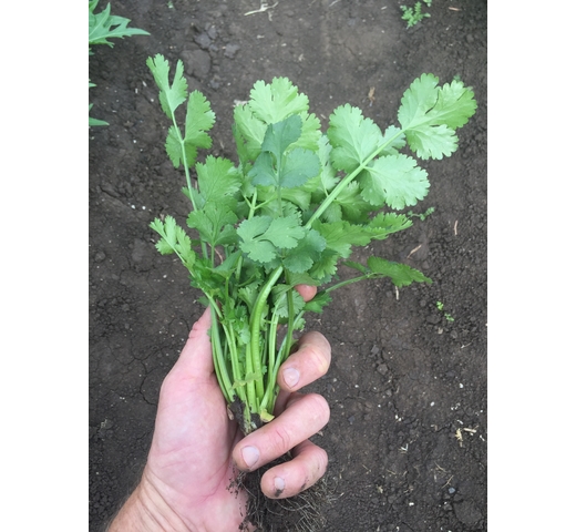 Coriander MOGGIANO