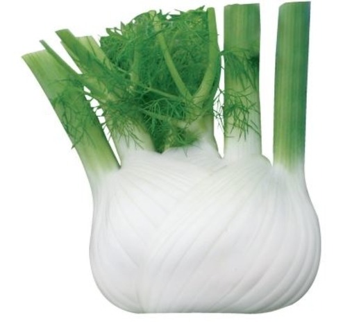 Fennel LEONARDO