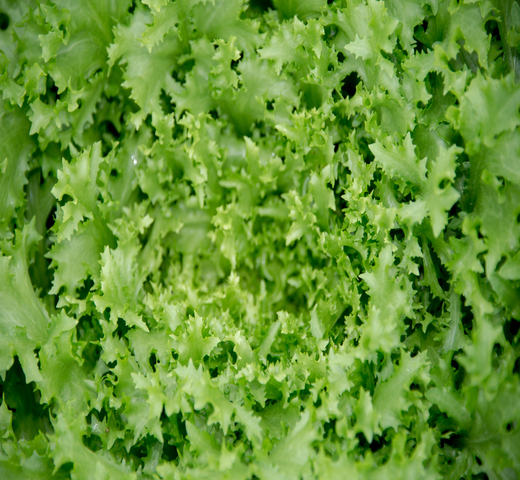 Endive MAGALY
