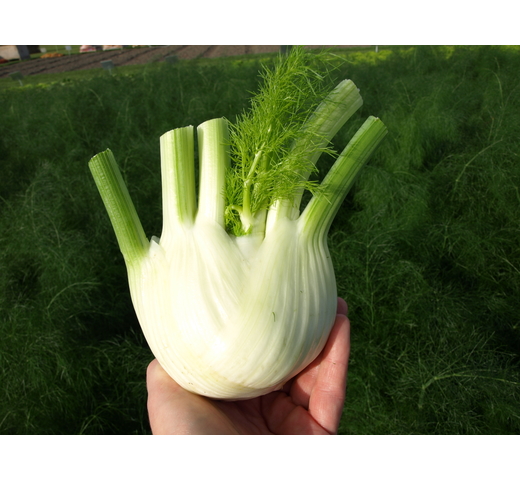 Fennel TAURO