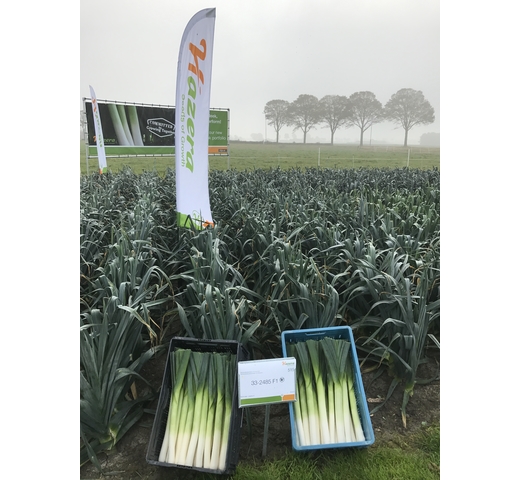 Leek – AUTORA