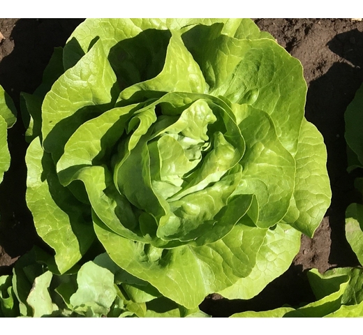 Lettuce (Butterhead) – ADELYS