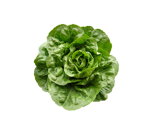 Lettuce (Cos) – CAPOEIRA