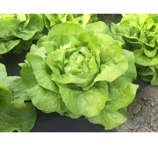 Lettuce (Butterhead) – CELESTI