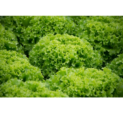 Lettuce (Batavia – Green) – NAVARONE