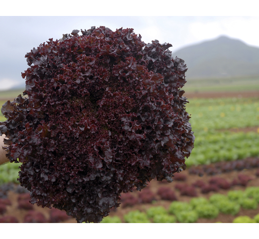 Lettuce (Red Oak) – BACCHUS