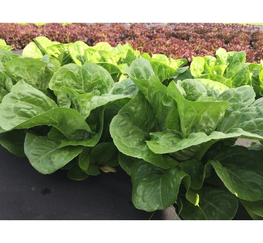 Lettuce (Cos) – CAPONATA