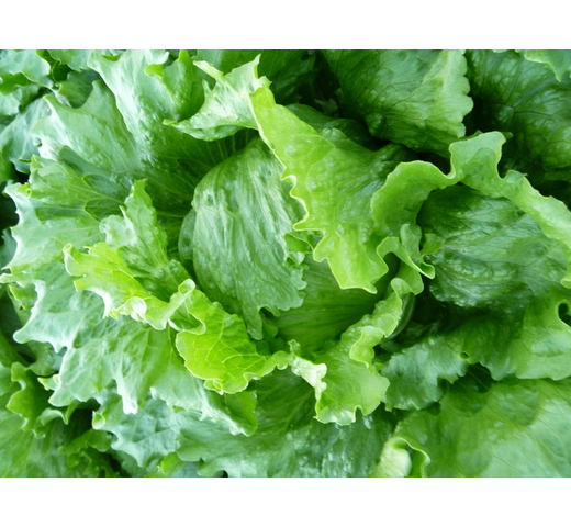 Lettuce (Iceberg – Medium for Warm Slot) – CARABINE