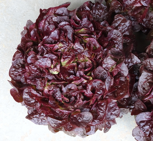 Lettuce (Red Oak) – CREPINE