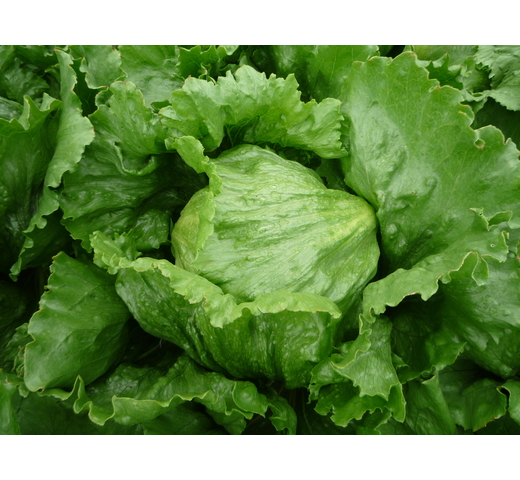 Lettuce (Iceberg – Medium for Warm Slot) – CROWN