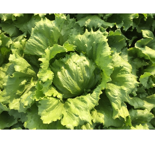 Lettuce (Iceberg – Medium for Warm Season) – DISKOA