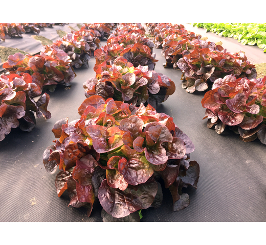 Lettuce (Red Oak) – EGLANTINE
