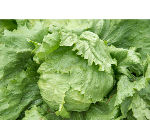 Lettuce (Iceberg – Medium for Warm Slot) – EMPIRE ROSE