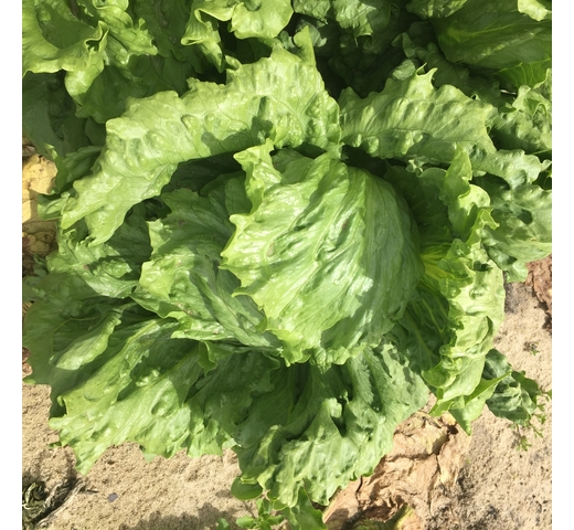 Lettuce (Iceberg – Large for Cool Slot) – FULL MOON