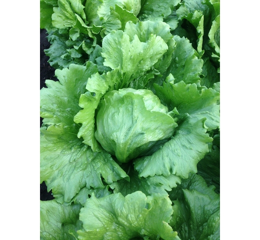 Lettuce (Iceberg – Compact for Hot Slot) – GREEN MOON