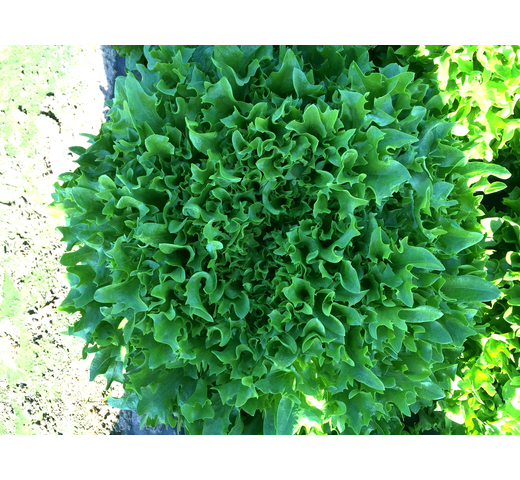 Lettuce (Multileaf) – INTERCUT