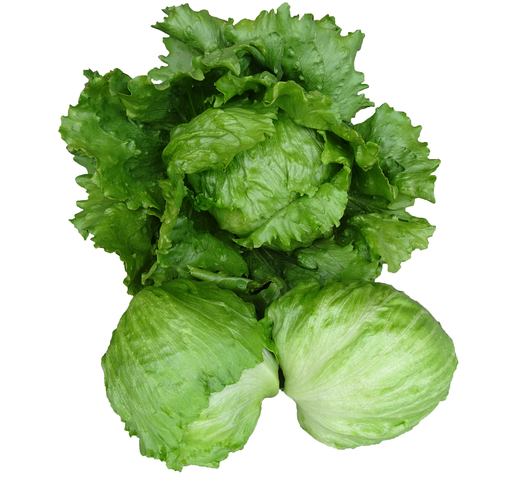 Lettuce (Iceberg – Large for Cool Slot) – JEZABEEL
