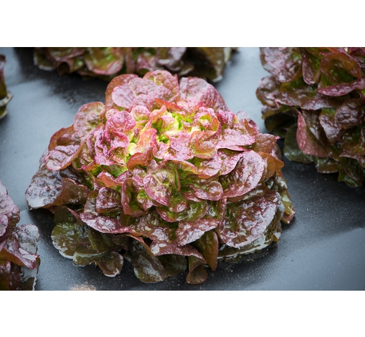 Lettuce (Red Oak) – POURPINE