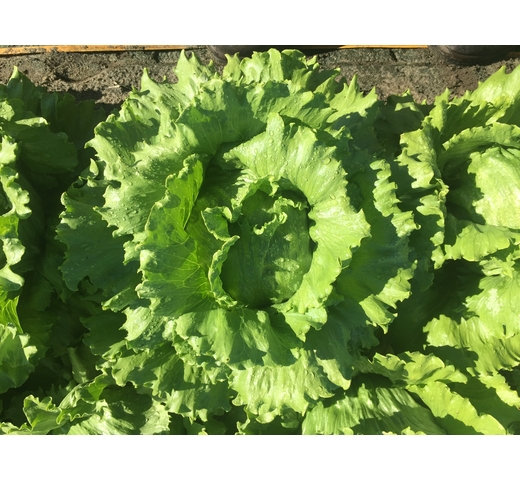 Lettuce (Iceberg – Compact for Hot Slot) – PROTECTIONIST